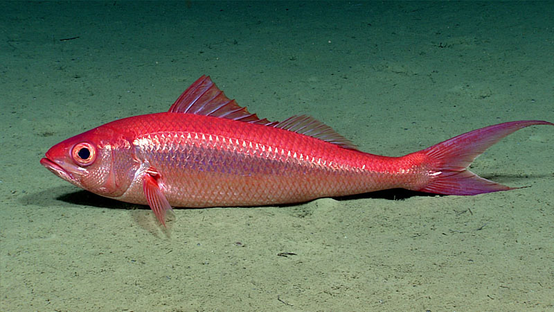 Queen snappers, an economically important fish in Puerto Rico, were seen during Dive 05 of the third Voyage to the Ridge 2022 expedition.