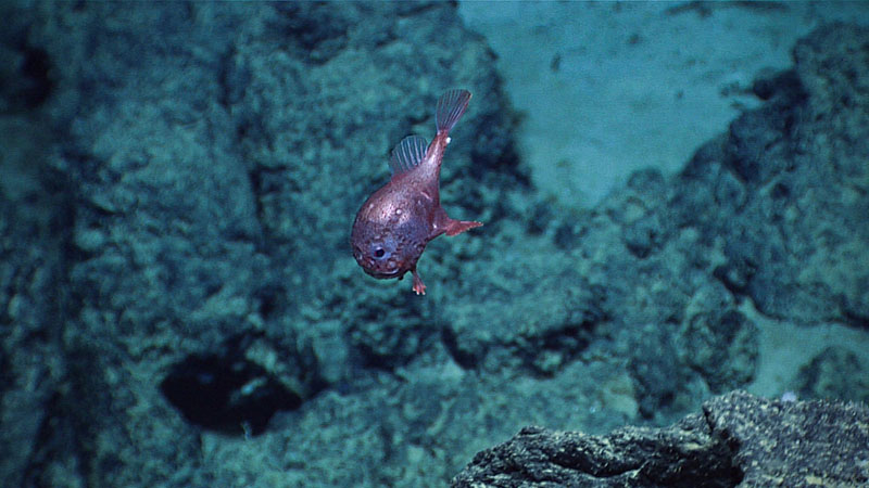 An anglerfish in the genus Chaunacops, commonly called a toadfish or coffinfish. This individual was seen swimming during Dive 06 of the third Voyage to the Ridge 2022 expedition.