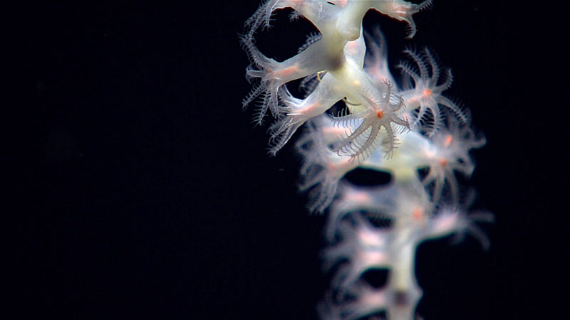 A close-up of a coral seen during Voyage to the Ridge 2022 Expedition 3, Dive 06, which took place at Mona Block.