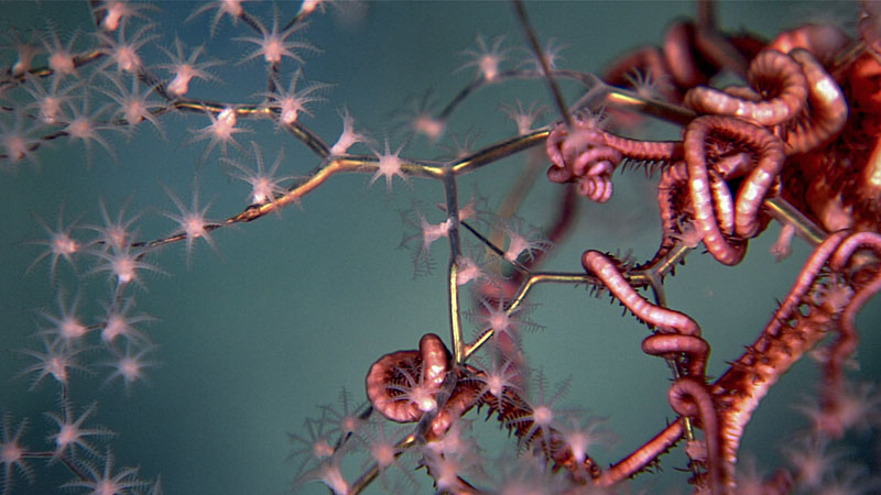 Detail of a coral, Metallogorgia melanotrichos, with its associate, the brittle star Ophiocreas oedipus, seen during Dive 06 of the third Voyage to the Ridge 2022 expedition.