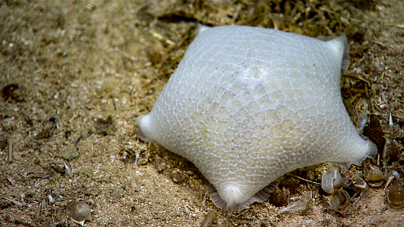 A slime star, genus Pteraster, seen at approximately 1,470 meters depth (4,823 feet) during Voyage to the Ridge 2022 Expedition 3, Dive 06, which took place at Mona Block.