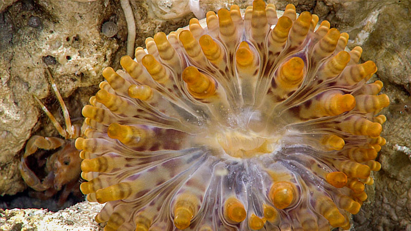 A close-up of a large anemone seen during Dive 07 of the third Voyage to the Ridge expedition.