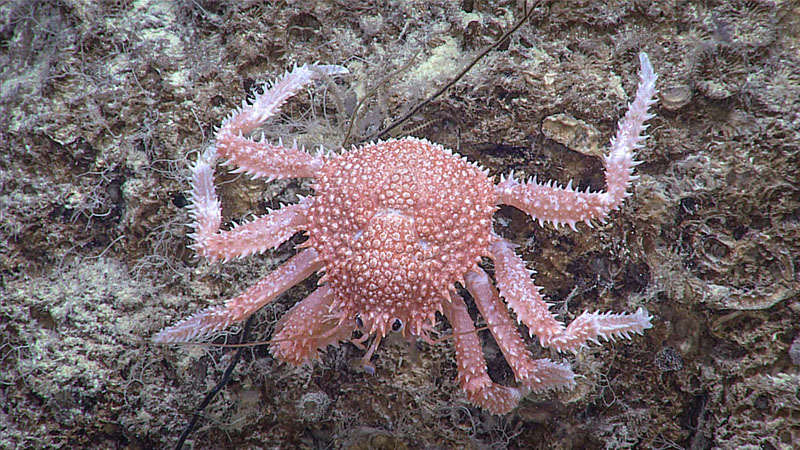 Science lead Deb Glickson pointed out that the rock this crab (family Lithodidae) is sitting on looks like it has fossilized coral in it (rounded features in the upper right corner). Seen during Dive 07 of the third Voyage to the Ridge expedition.