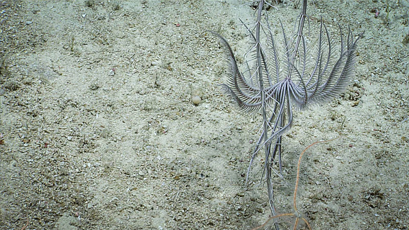 During Dive 07 of the third Voyage to the Ridge expedition, this stalked crinoid was seen pushing away the orange bristle star seen at its base.