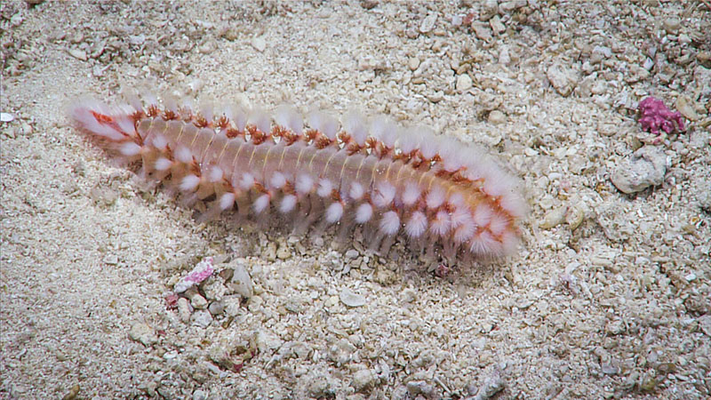 A fireworm seen during Dive 07 of the third Voyage to the Ridge expedition, at a depth of 318 meters (1,043 feet).