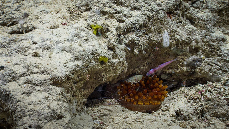 During Dive 07 of the third Voyage to the Ridge expedition, this small fish got too close to this anemone and was captured by it just after this photo was taken, much to the surprise of those watching from the ship.