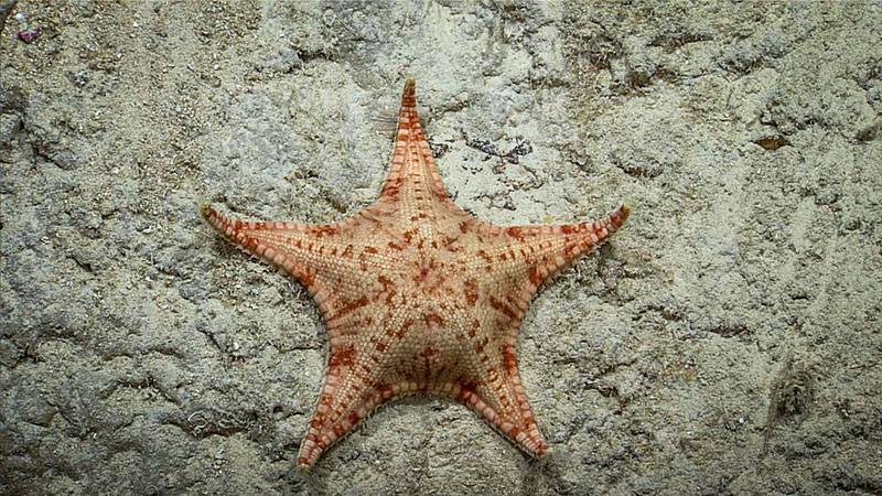 A sea star (likely Anthenoides peircei) seen during Dive 07 of the third Voyage to the Ridge expedition.