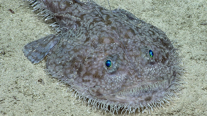 A goosefish, a type of anglerfish, seen during Dive 08 of the third Voyage to the Ridge expedition.