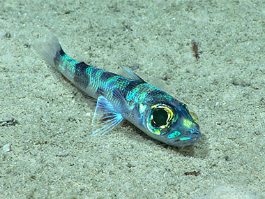 Likely a greeneye fish (Chlorophthalmus sp.), seen during Dive 08 of the third Voyage to the Ridge expedition.