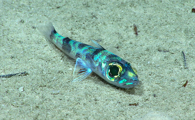 Likely a greeneye fish (Chlorophthalmus sp.), seen during Dive 08 of the third Voyage to the Ridge expedition.