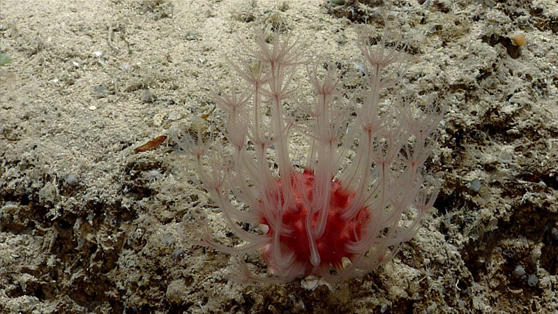 A soft coral in the genus Anthomastus, seen during Dive 08 of the third Voyage to the Ridge expedition.