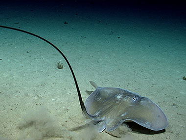 A graceful stingray (Dasyatis sp.) seen during Dive 08 of the third Voyage to the Ridge 2022 expedition.