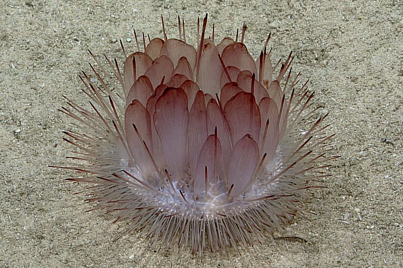 A sea urchin seen during Dive 08 of the third Voyage to the Ridge expedition.