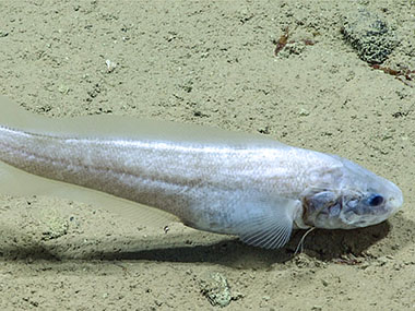 A cusk eel seen during Voyage to the Ridge 2022 Expedition 3, Dive 09: Main Ridge.