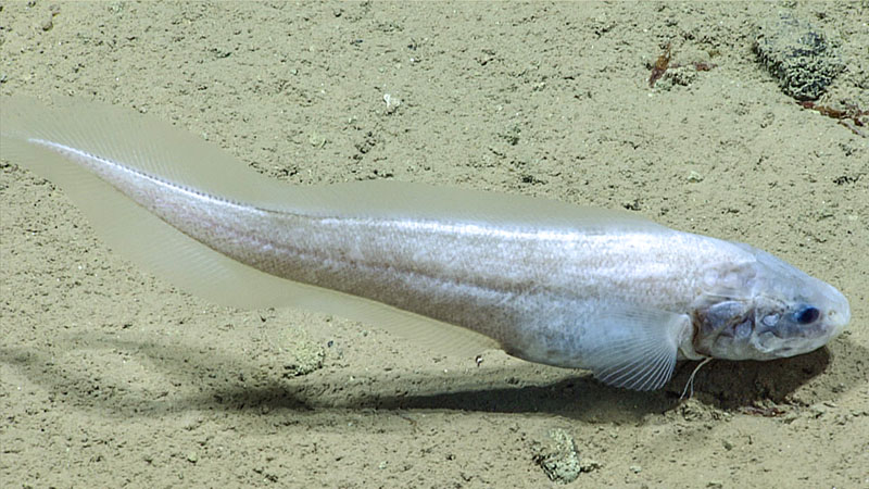 A cusk eel seen during Voyage to the Ridge 2022 Expedition 3, Dive 09: Main Ridge.