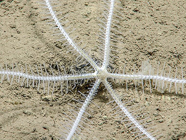 A Brisingid sea star seen during Voyage to the Ridge 2022 Expedition 3, Dive 09: Main Ridge.