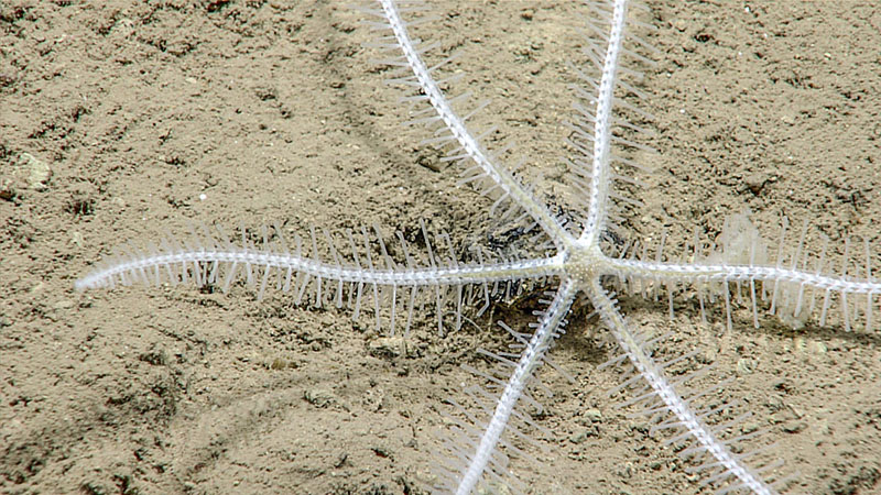 A Brisingid sea star seen during Voyage to the Ridge 2022 Expedition 3, Dive 09: Main Ridge.