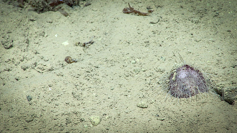MA small sea urchin seen during Voyage to the Ridge 2022 Expedition 3, Dive 09: Main Ridge.