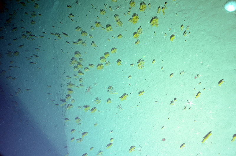 A field of yellow Paramuricea sp. corals and a sea star observed at 1679 meters in Gilbert Canyon.