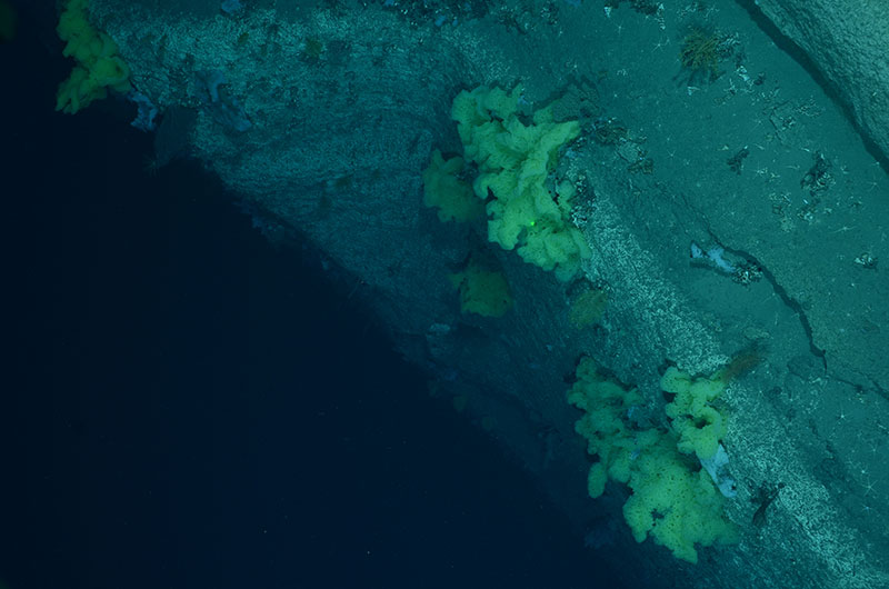 Image taken by Woods Hole Oceanographic Instution’s TowCam aboard the Henry B. Bigelow shows yellow sponges and deep-sea corals on the edge of Middle Tom’s Canyon (ca. 1,600 meters).