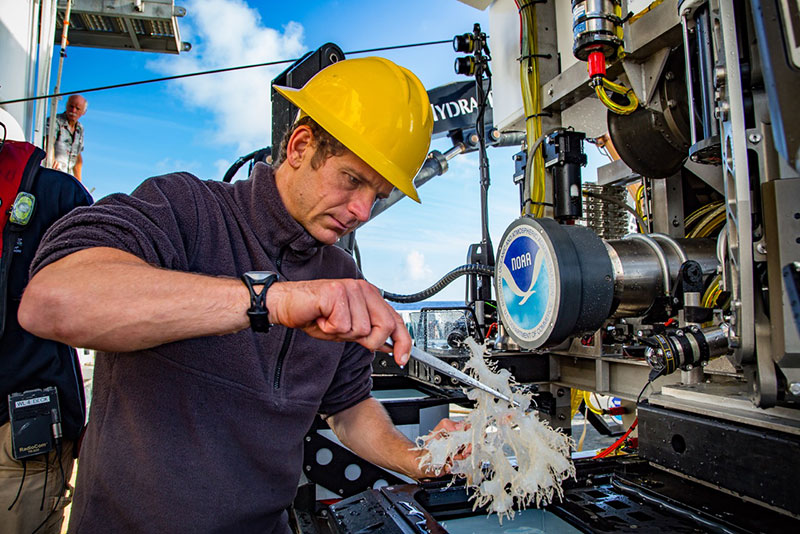 Daniel Wagner, a scientist with the Papahānaumokuākea Marine National Monument, gingerly removes a deep coral from the collection basket on the Deep Discoverer remotely operated vehicle.