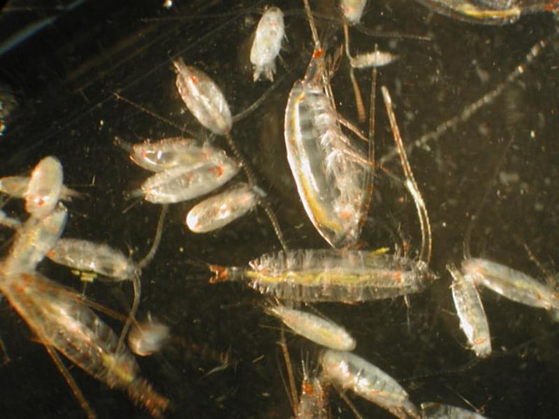Zooplankton, normally difficult to see with the naked eye, viewed through a microscope.