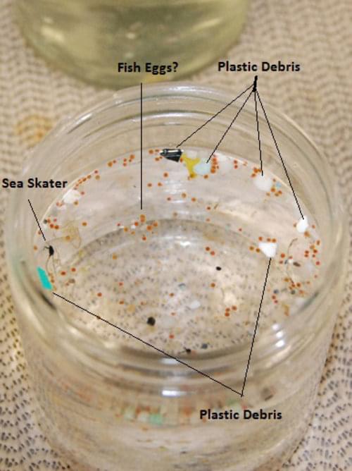 A Manta Net sample collected October 26 during the EX1006 cruise from Hawaii to San Francisco reveals bits of plastic and marine life.