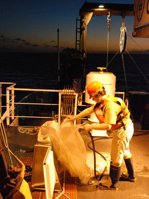 PhD Candidate, Miriam Goldstein, sprays the manta net after conducting a tow, forcing captured critters and debris down to the ‘cod-end’ of the net. The last manta net tow of the cruise was conducted today.