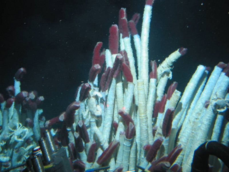 The Garden of Eden vent field as seen most recently by Alvin in 2005. This site, hosting Riftia tubeworm tubes, greater than 10 feet in length (shown here), was among the first to be discovered along the Rift, and as of 2005, has been active for more than 20 years.