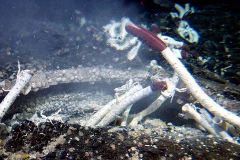 Rosebud vent site as seen during its discovery in 2002. The well-developed faunal communities documented 12 years earlier (in 1990) at Rose Garden were apparently buried by a new lava flow just prior to 2002.  The Rosebud site, approximately 200 meters northwest of Rose Garden, supported vent animal communities that are presently in the early stages of development.  The largest Riftia tubeworms shown here, all less than 2 feet-tall, colonize diffuse vent habitats between broken pieces of fresh lava.