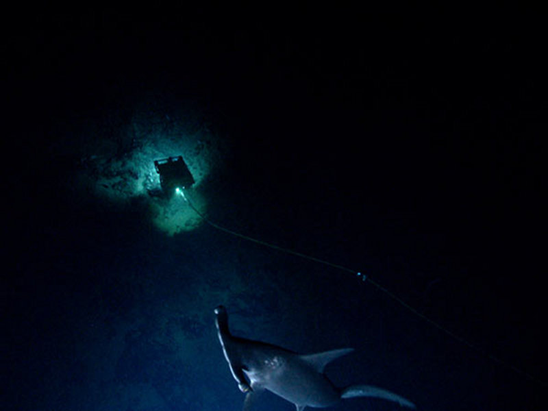 Hammerhead shark investigating the two-body ROV system.