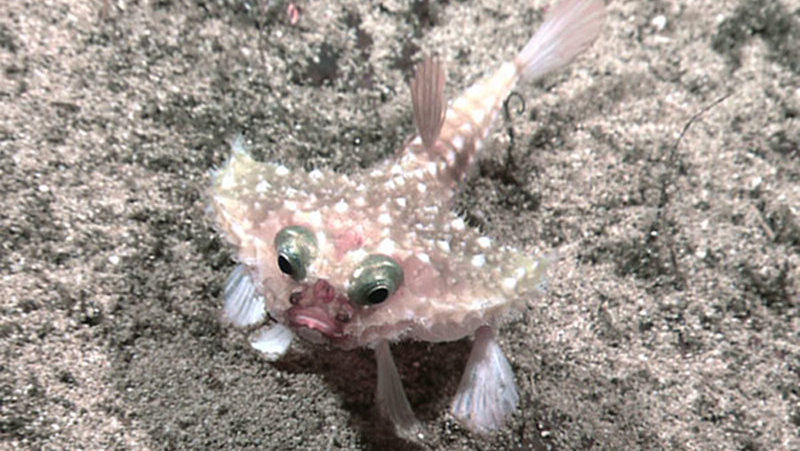 Deep-sea fish, such as this toadfish, have evolved bizarre morphological features as adaptations to this extreme enviroment.