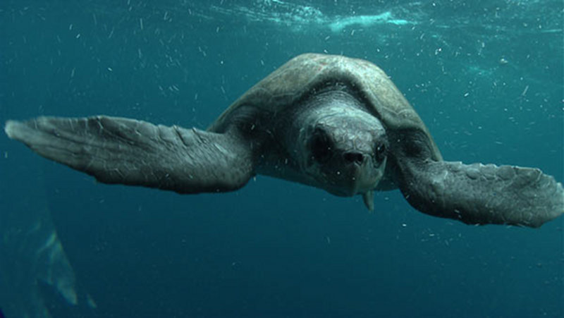 This sea turtle followed Little Herc during its initial descent.