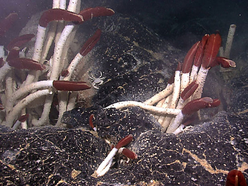 Vent Field Fauna
