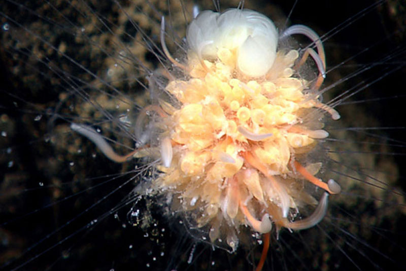 This beautiful creature referred to as “dandelion” was discovered by geologists during a 1977 expedition. Scientists now know that it is a siphonophore, a relative of the Portuguese man-of-war.