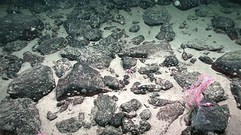 ROV image used to ground truth the backscatter observations.