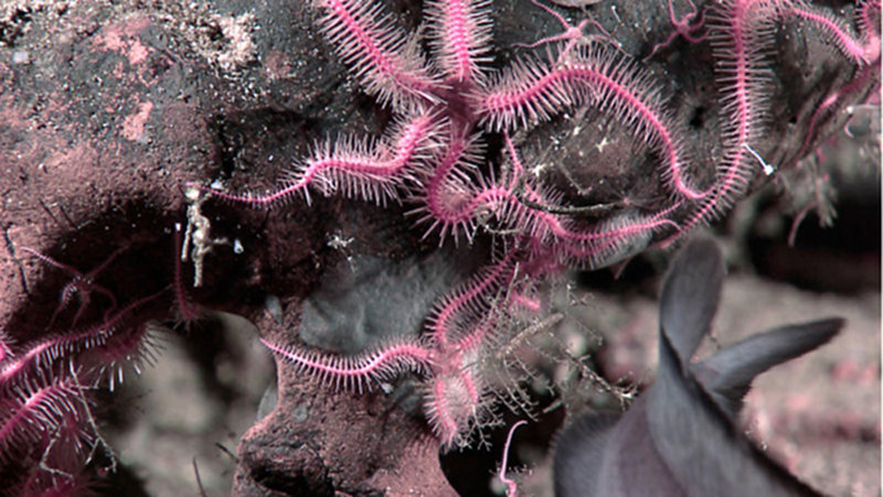 Pink brittle stars in the 400m shallow zone along the summit margin.