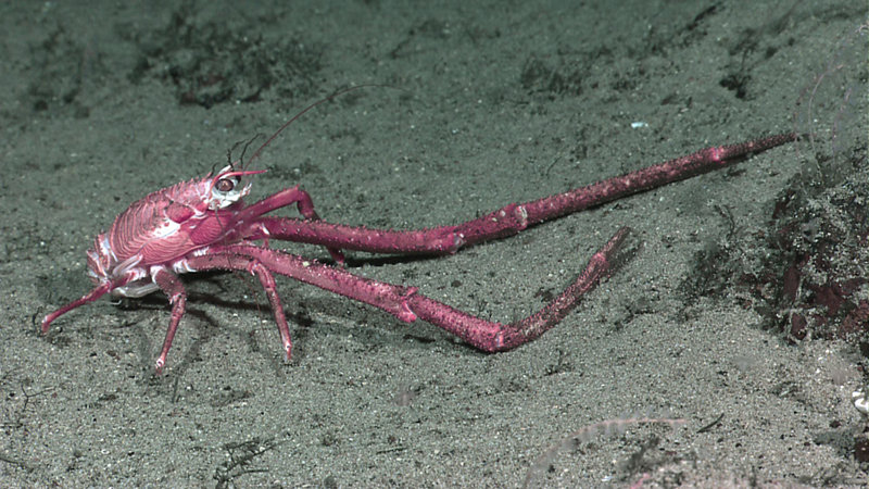 Squat Lobster