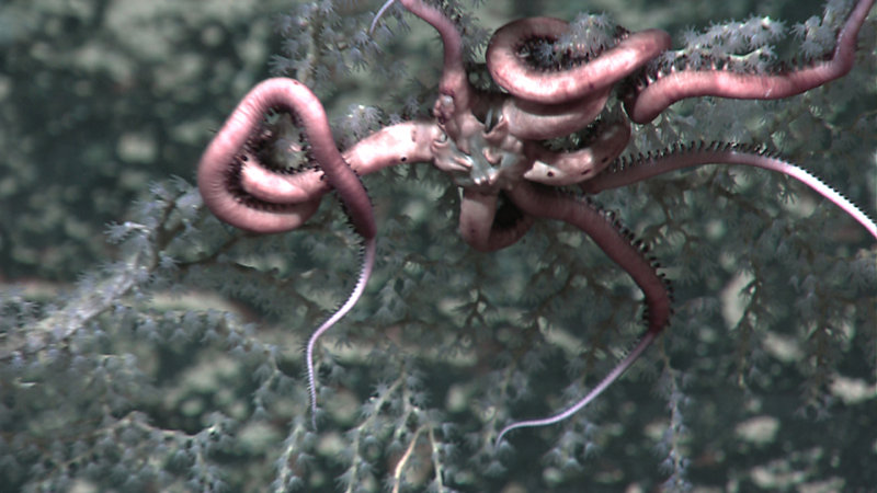 Brittlestar