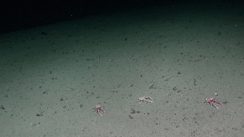 Squat lobsters in the seamount transition zone, a flat area between the rim and the summit cone.