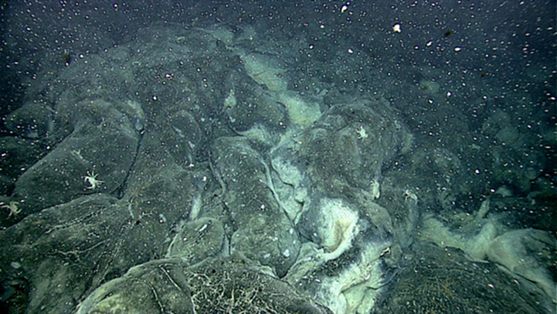 Diffuse venting areas host unique microbial communities fueled by nutrients in the escaping hydrothermal fluids.