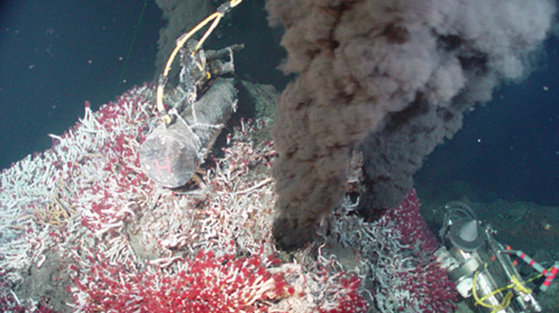 The tubeworms along the Juan de Fuca Ridge are a smaller relative of the ones found on the Galápagos Rift.