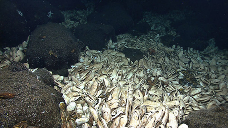 Extensive beds of the giant clam Calyptogena magnifica were in abundance at the yet unnamed vent field.