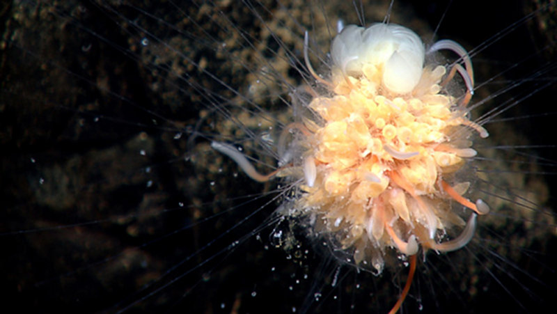 This beautiful creature referred to as “dandelion” was discovered by geologists during a 1977 expedition. Scientists now know that it is a siphonophore, a relative of the Portuguese man-of-war.