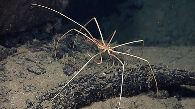 Sea Spider