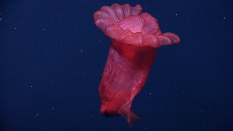 Sea Cucumber