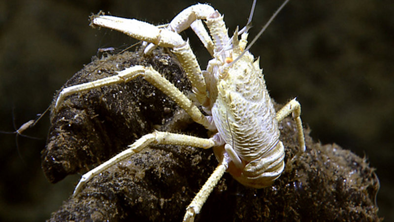 Galatheid Crab