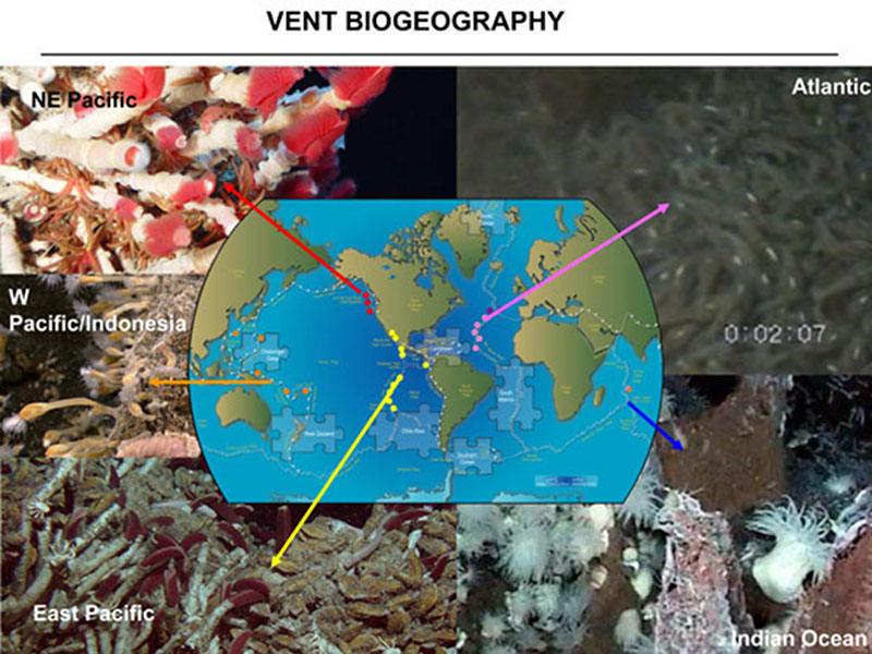 Hydrothermal vent biogeographic provinces in the global ocean. Yellow indicates the East Pacific vents dominated by the tubeworm Riftia, mussels and clams. Red indicates the NE Pacific vents dominated by the tubeworm Ridgeia. Orange represents the vents of the western Pacific that may be dominated by stalked barnacles or snails. Lilac are the Atlantic vents and there is still a discussion whether the deep and shallow vents are the same biogeographic province. Blue represents the Indian Ocean vents at the Rodriguez Triple Junction.