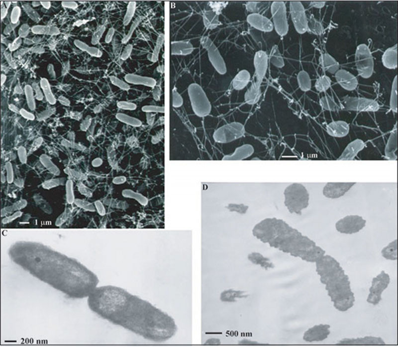 Photomicrographs of a subseafloor thermophile isolated from deep-sea hydrothermal vent fluids.