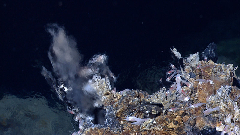 The shimmer effect seen here demonstrates the density contrast between seawater and vent fluid at an active hydrothermal vent southeast of the central Von Damm hydrothermal field in the Mid-Cayman Rise. Note the filaments of bacteria and the hydrothermal shrimp in the immediate vicinity of the active fluid flow.